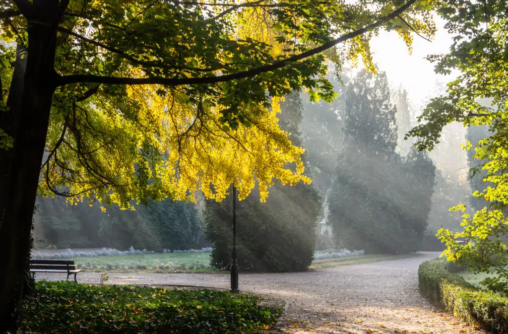 Park Kaliski