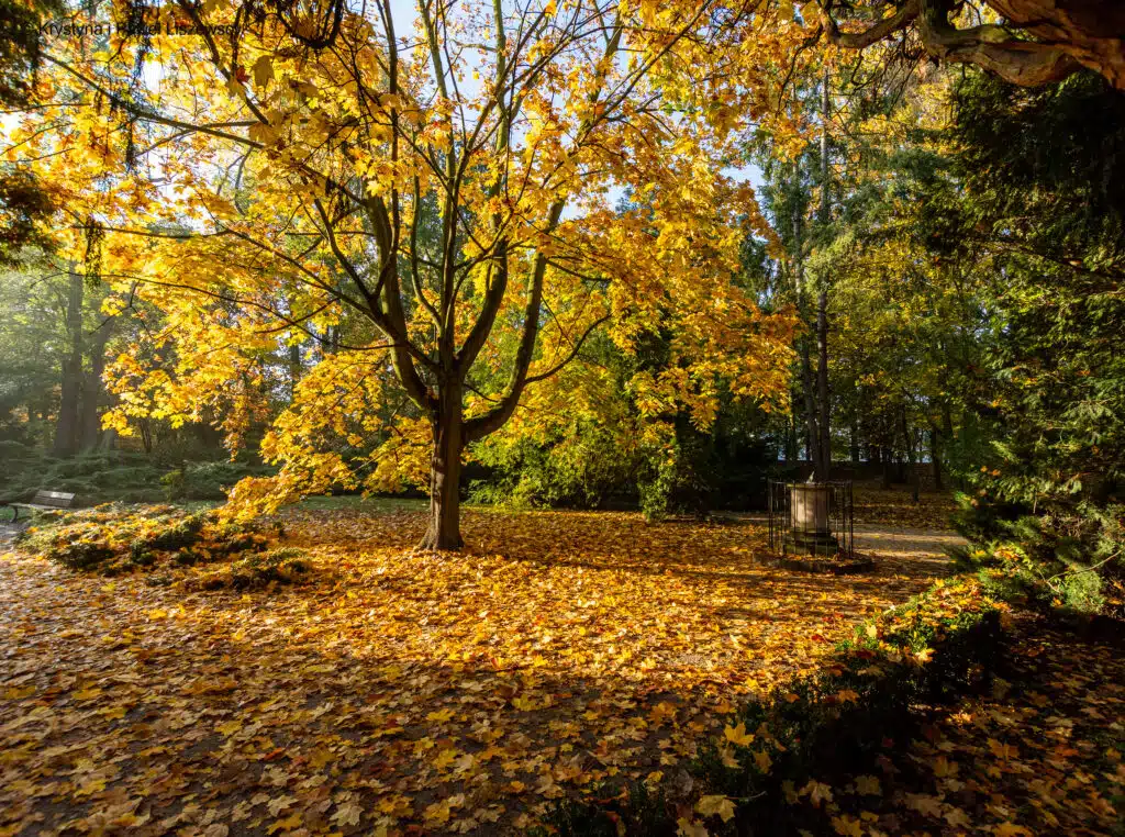 Park Kaliski