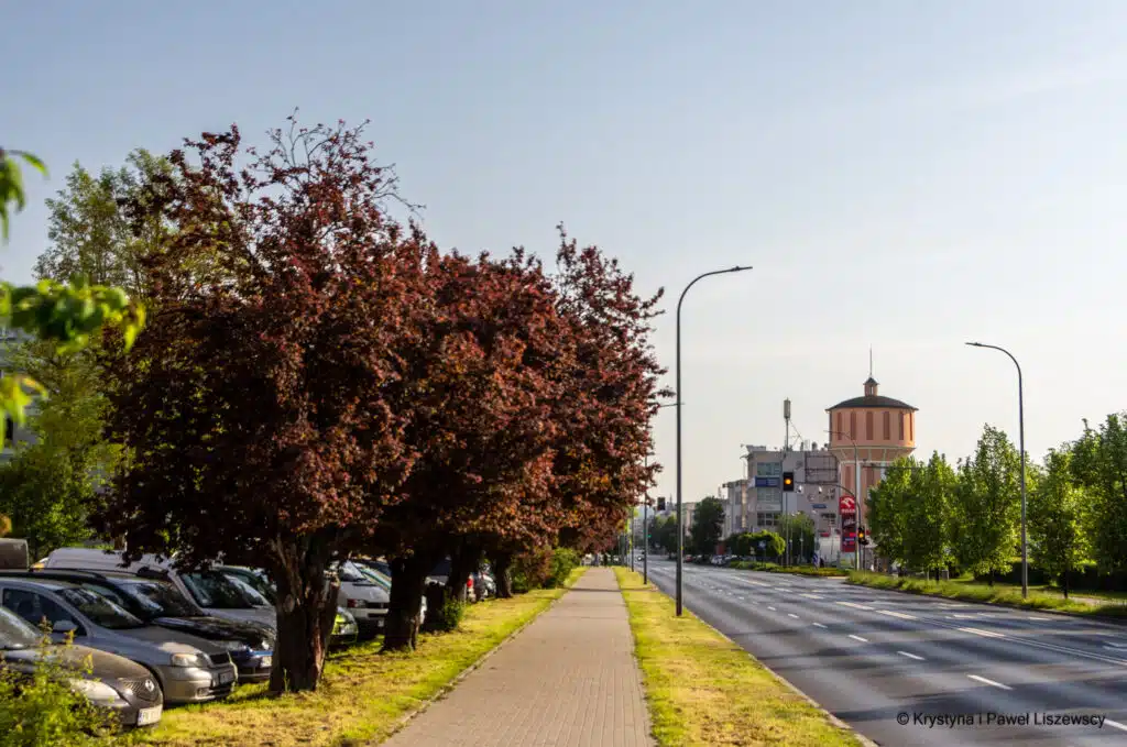 Zielony Kalisz
