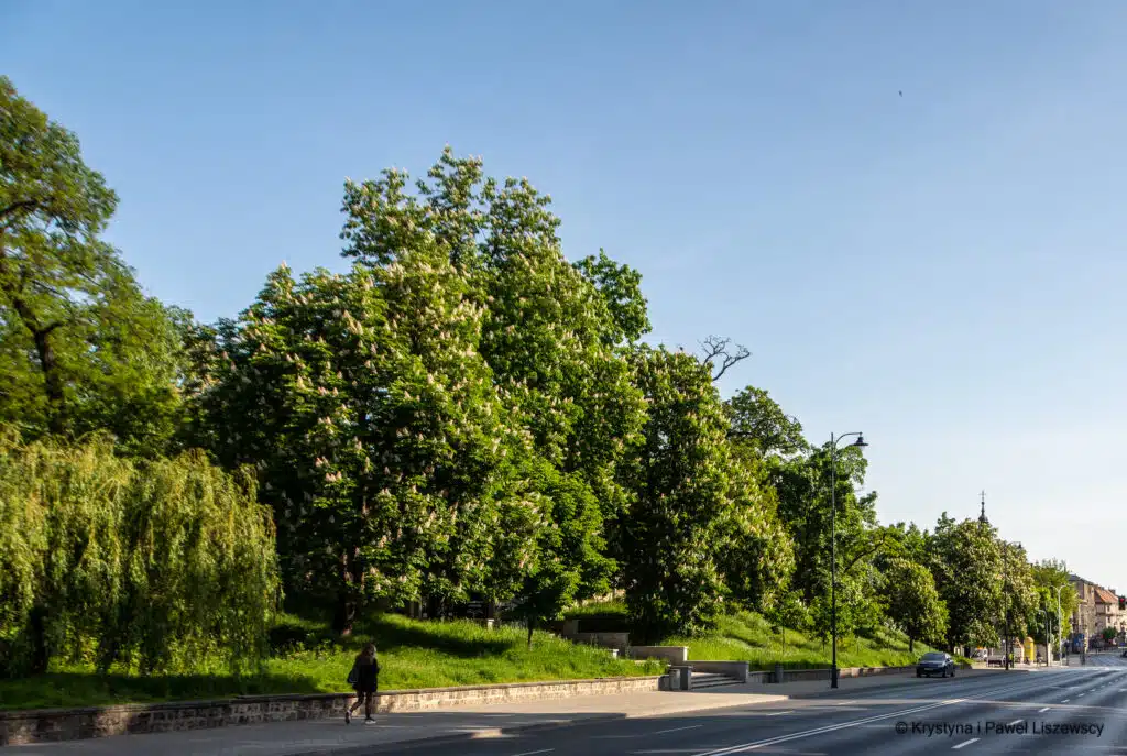 Zielony Kalisz