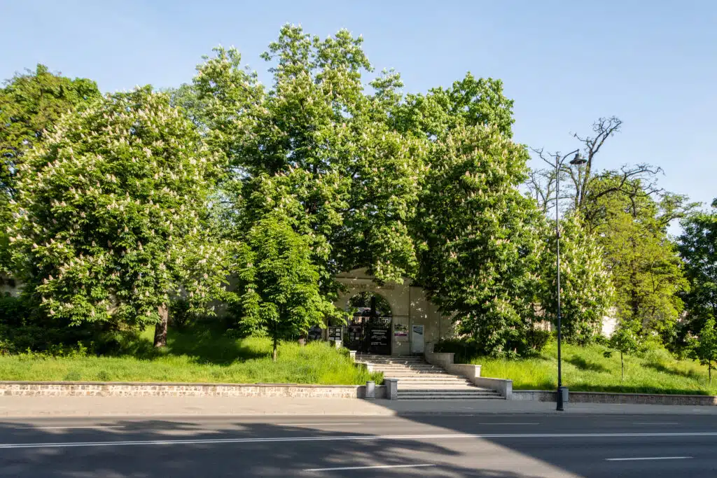 Zielony Kalisz