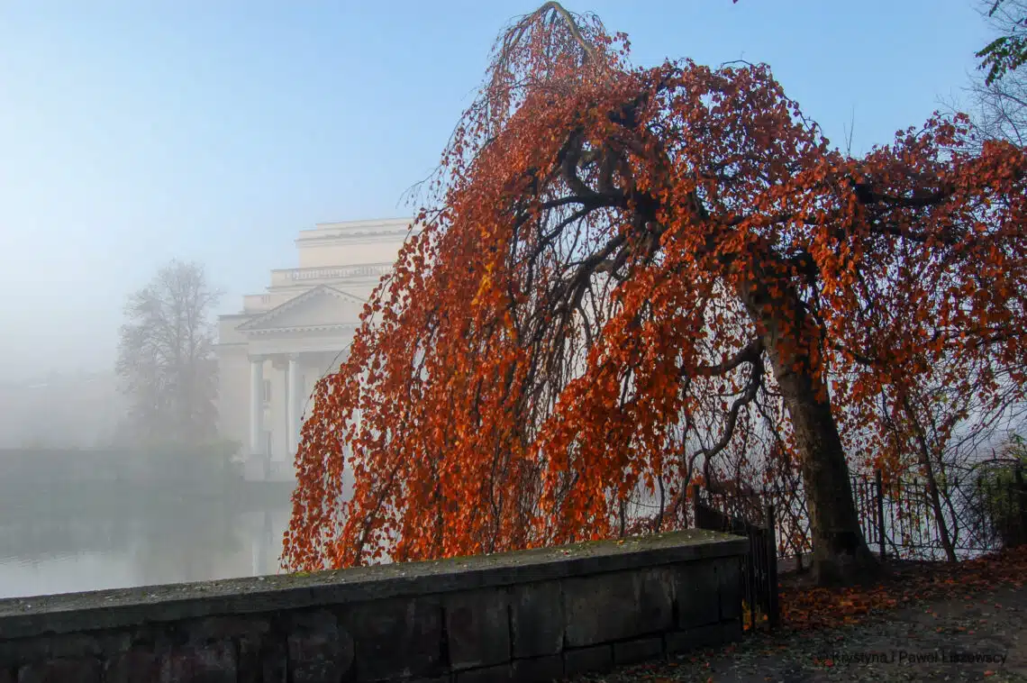 Park Miejski w Kaliszu buk (Fagus sylvatica Pendula)