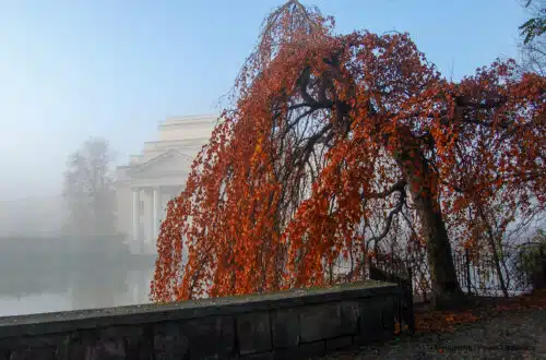 Park Miejski w Kaliszu buk (Fagus sylvatica Pendula)