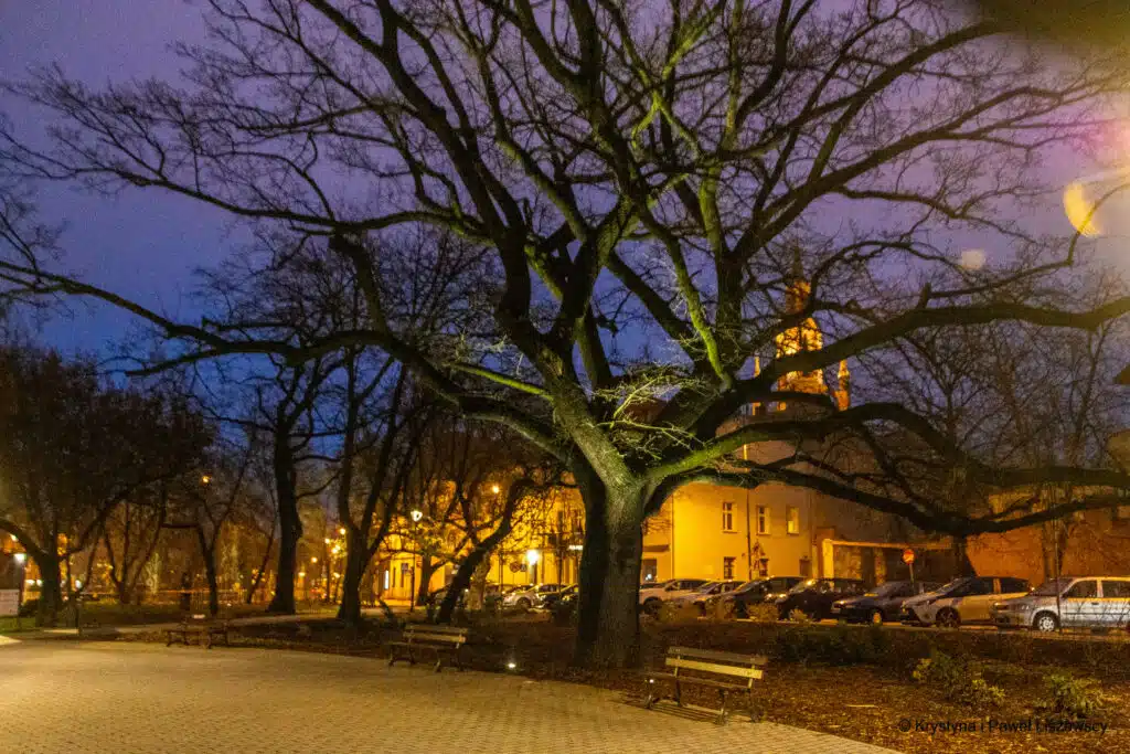 Stary dąb na kaliskich plantach