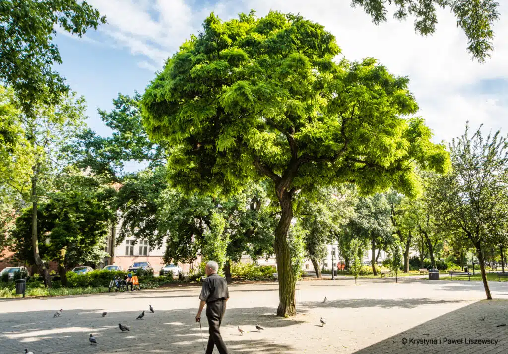 Robinia akacjowa na kaliskich plantach (Robinia pseudoacacia)