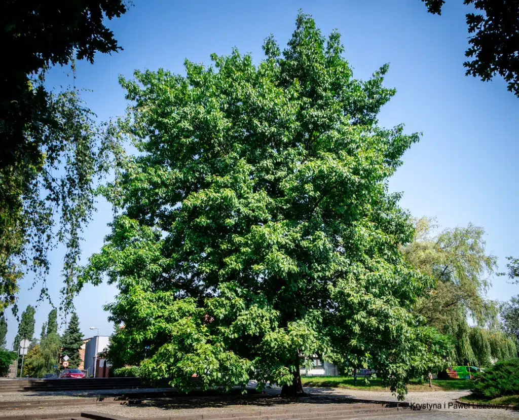Park Przyjaźni w Kaliszu dąb czerwony (quercus rubra)