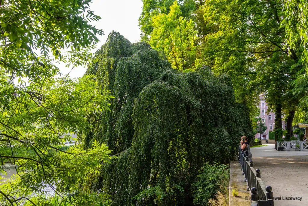 Park Miejski w Kaliszu buk (Fagus sylvatica Pendula)
