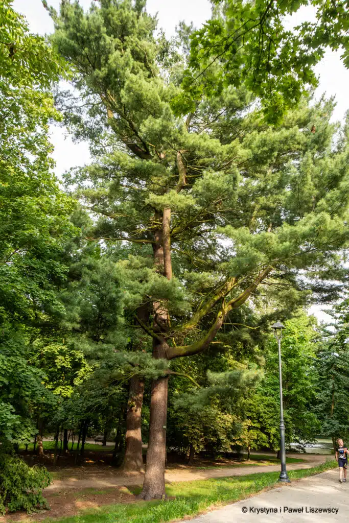 Park Miejski w Kaliszu sosna wejmutka