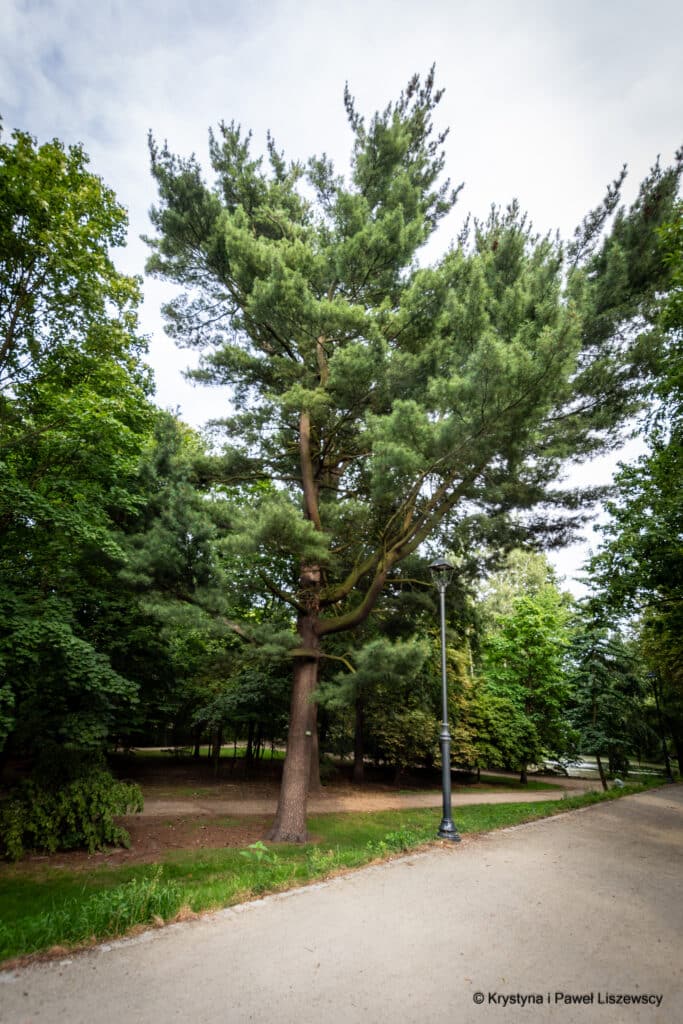 Park Miejski w Kaliszu sosna wejmutka (Pinus strobus)