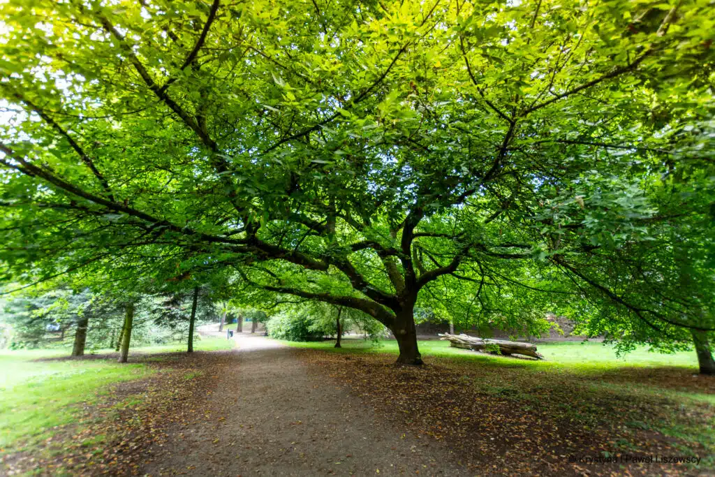 Park Miejski w Kaliszu klon jesionolistny (acer negundo)