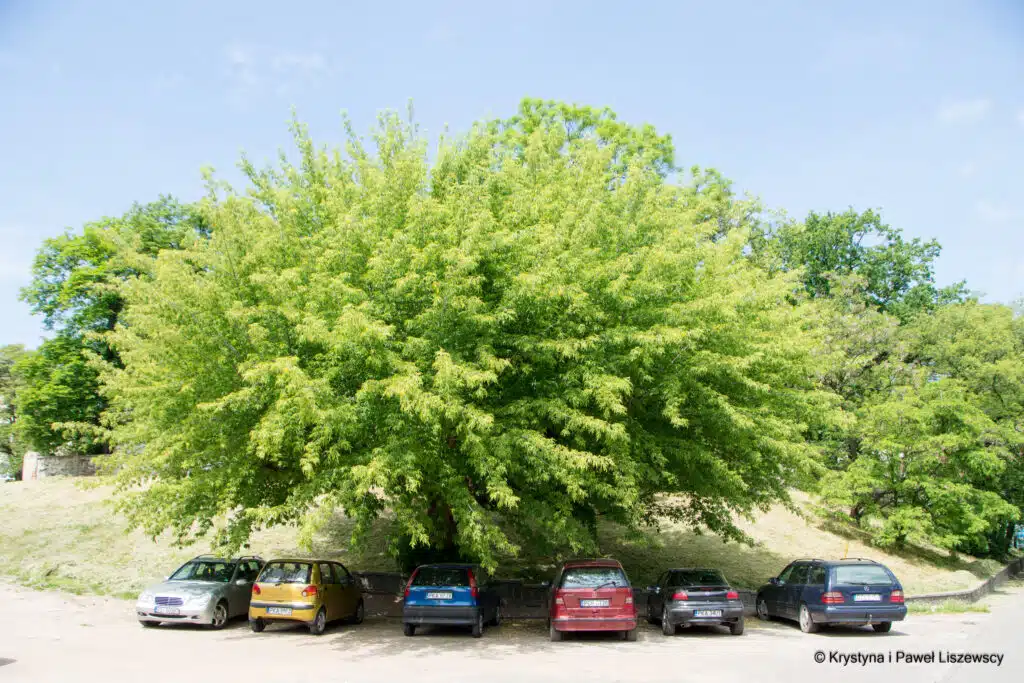 Lipowa parki planty skwery zielony Kalisz