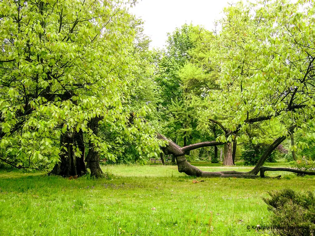 Park Miejski w Kaliszu Dąb Asnyka