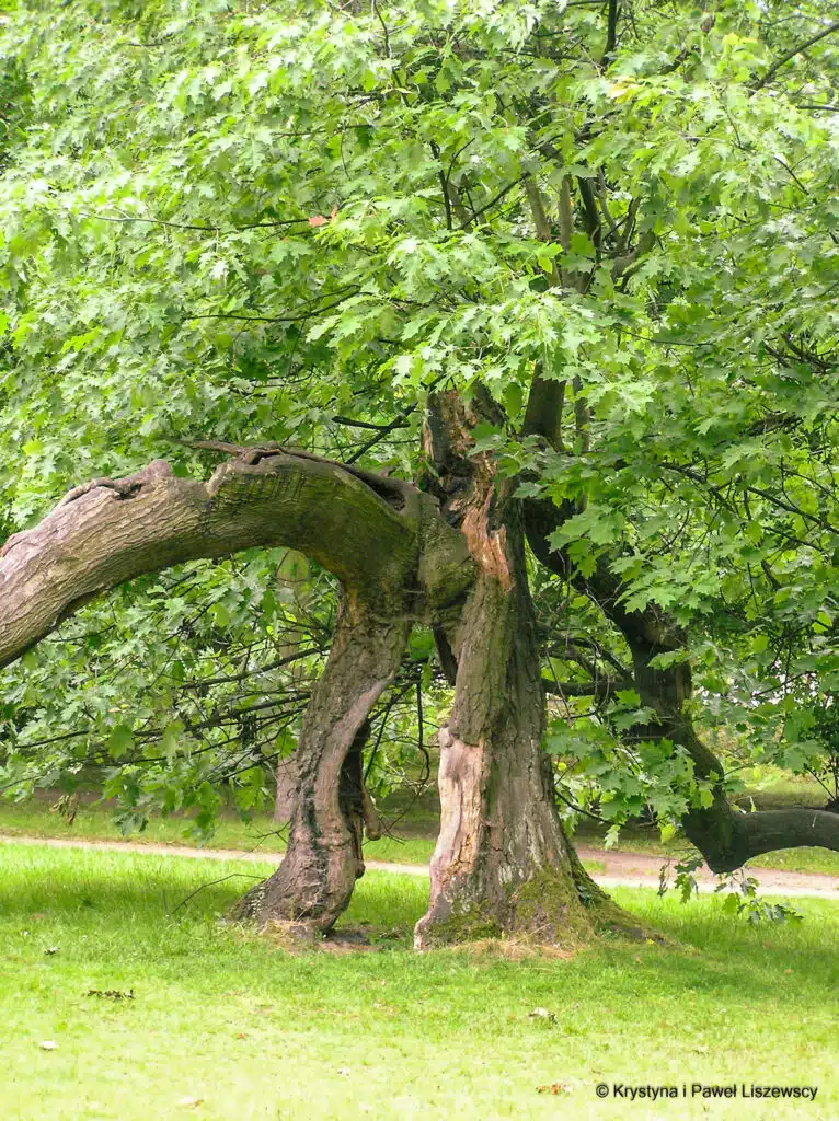 Park Miejski w Kaliszu Dąb Asnyka dąb czerwony (quercus rubra)