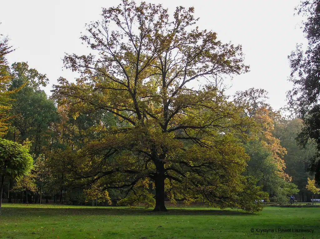 Park Miejski w Kaliszu dąb (quercus robur)
