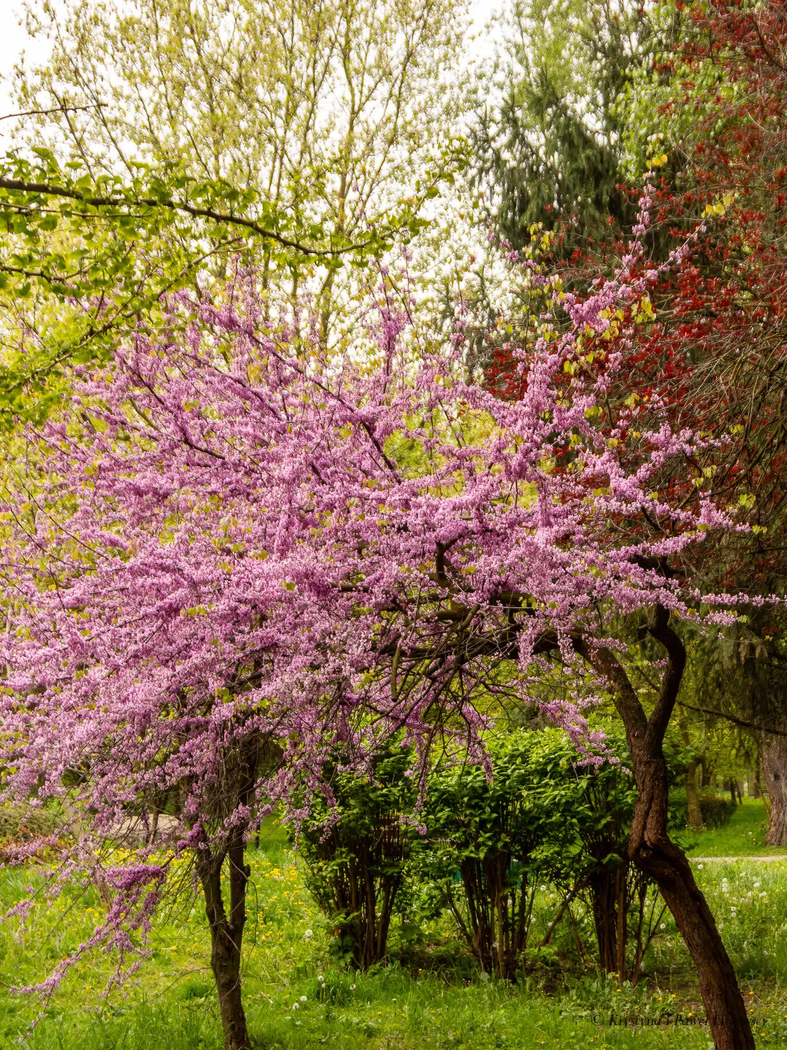 Park nad Krępicą Iwonka Urbanowska