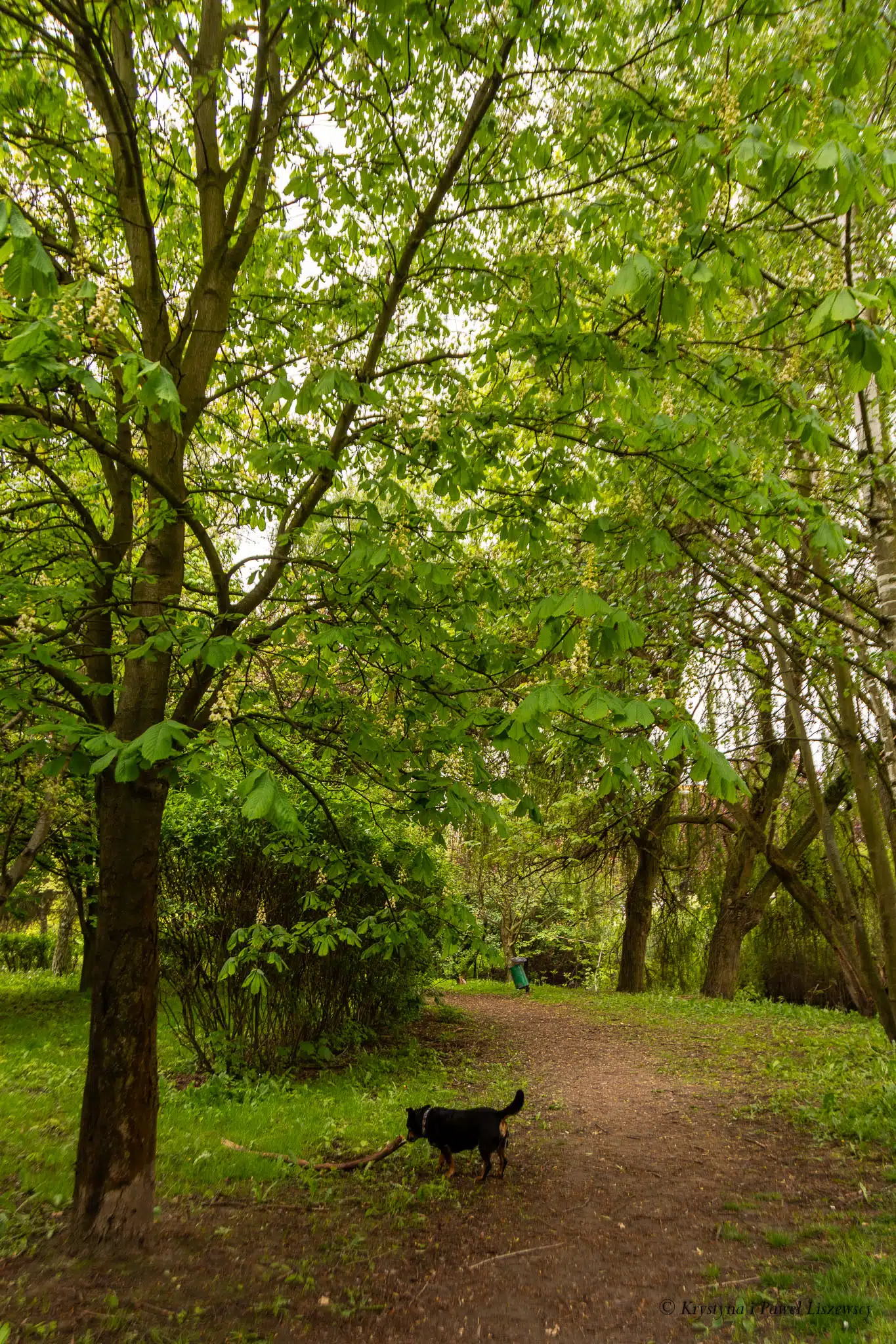 Park nad Krępicą Iwonka Urbanowska