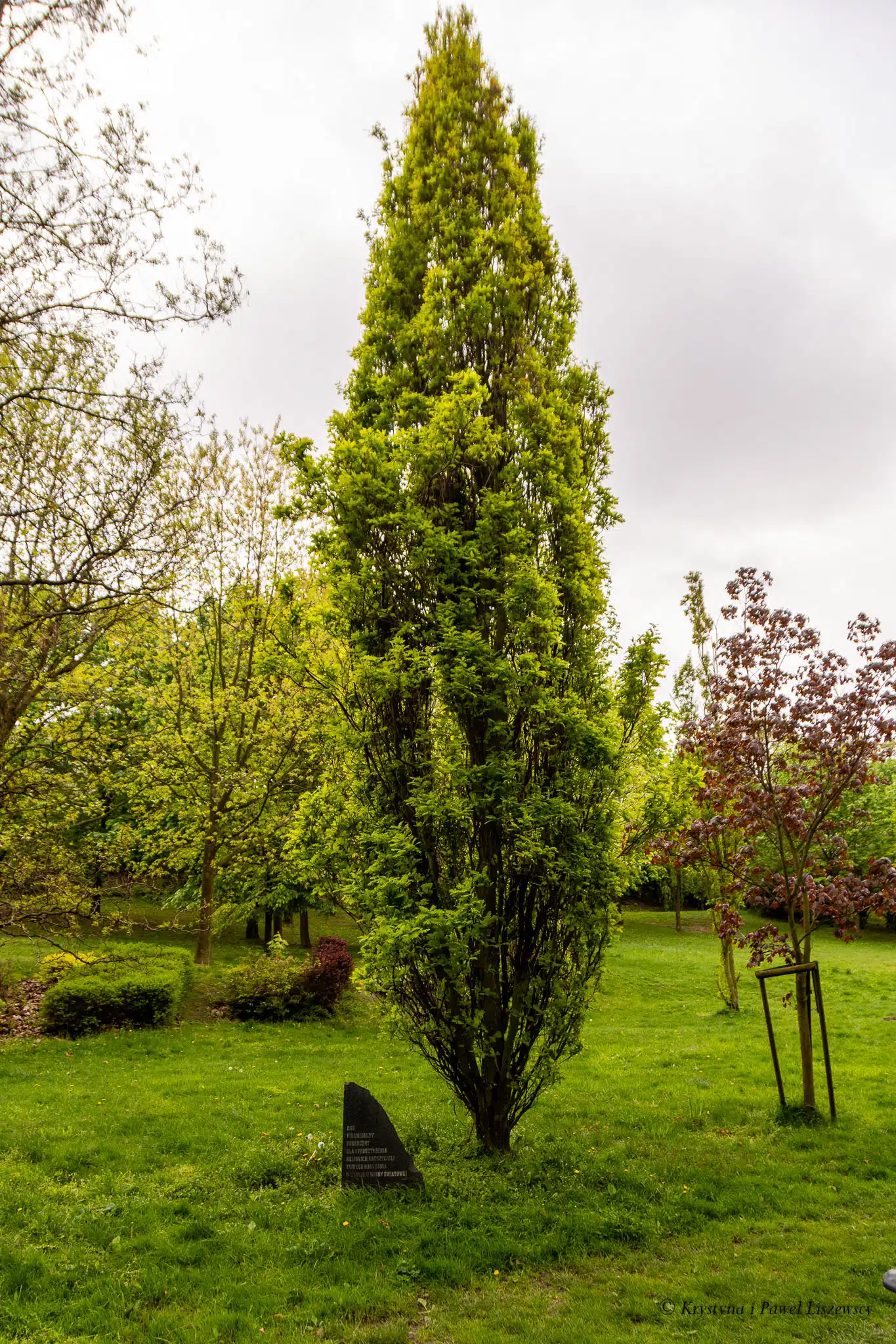 Park nad Krępicą Iwonka Urbanowska