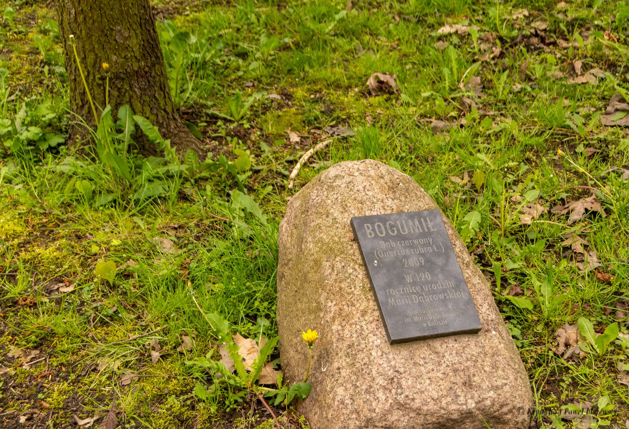 Park nad Krępicą Iwonka Urbanowska Maria Dąbrowska