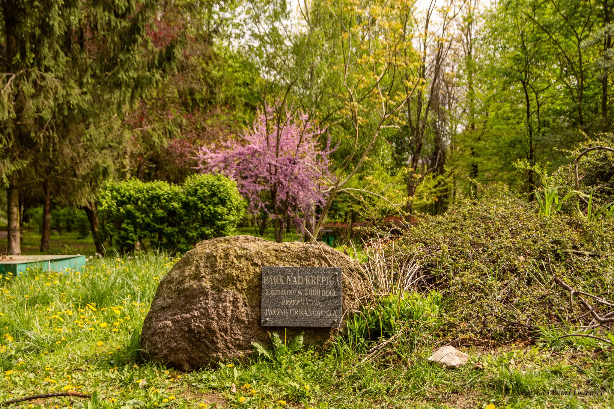 parki planty skwery zielony Kalisz