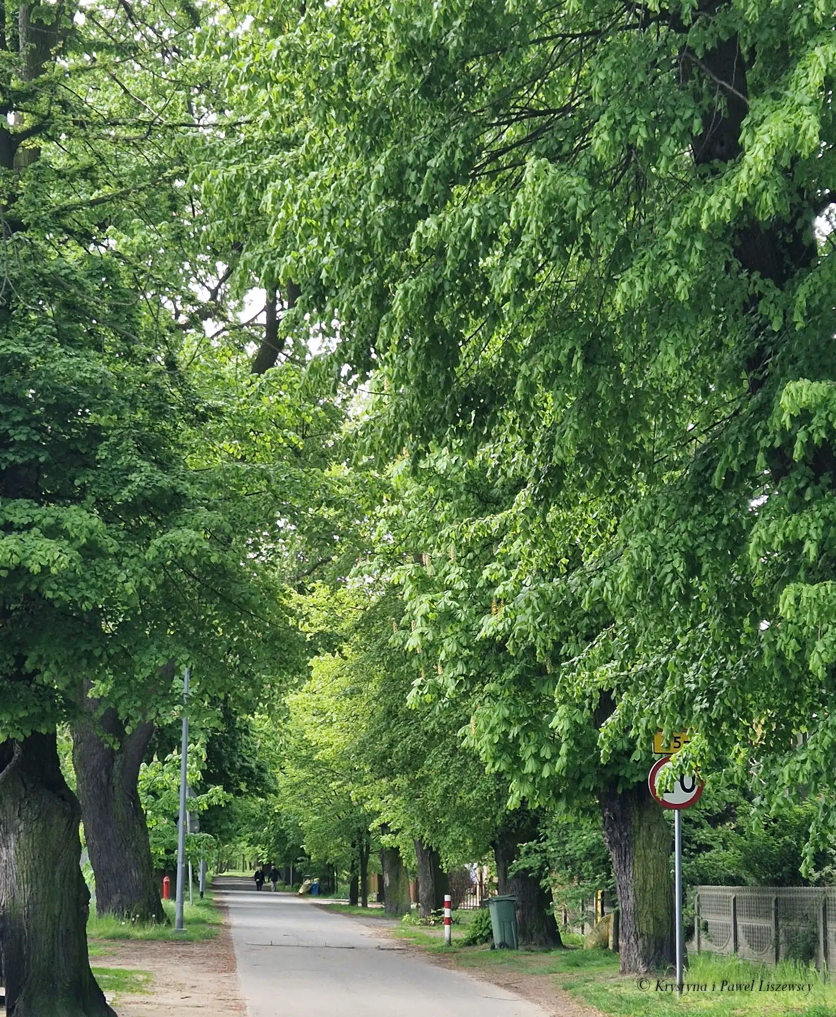 Park podworski w Szczypiornie - Zielony Kalisz