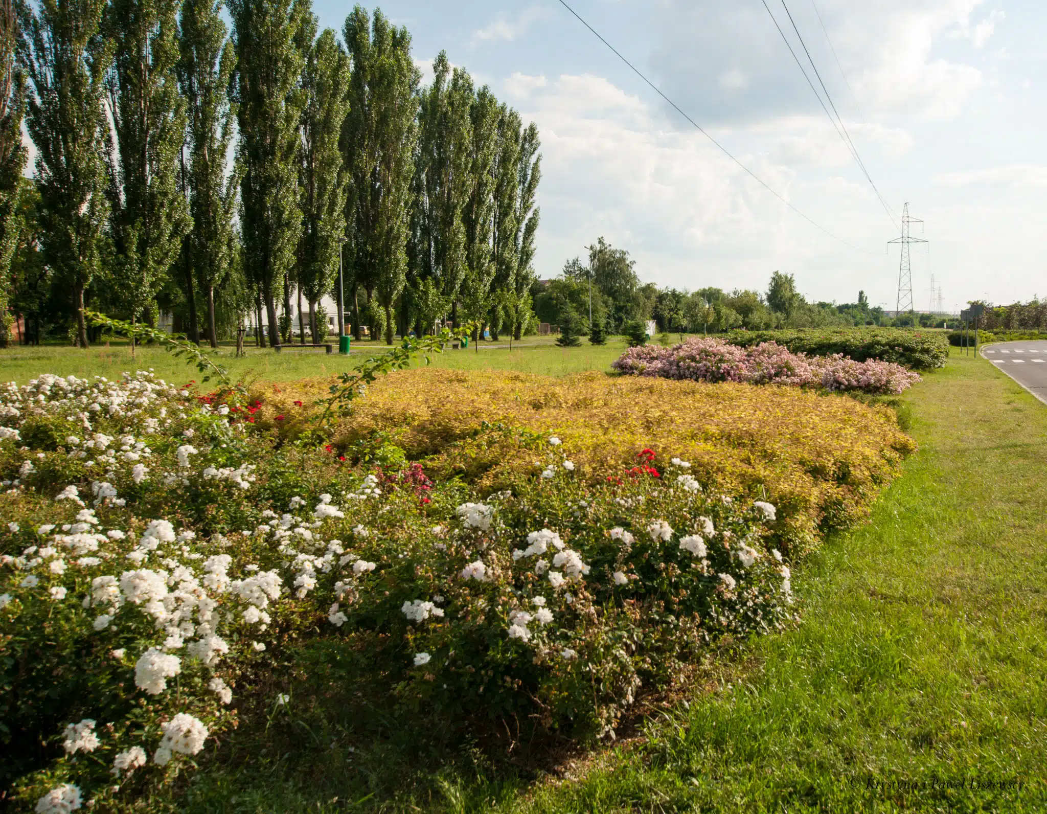parki planty skwery zielony Kalisz