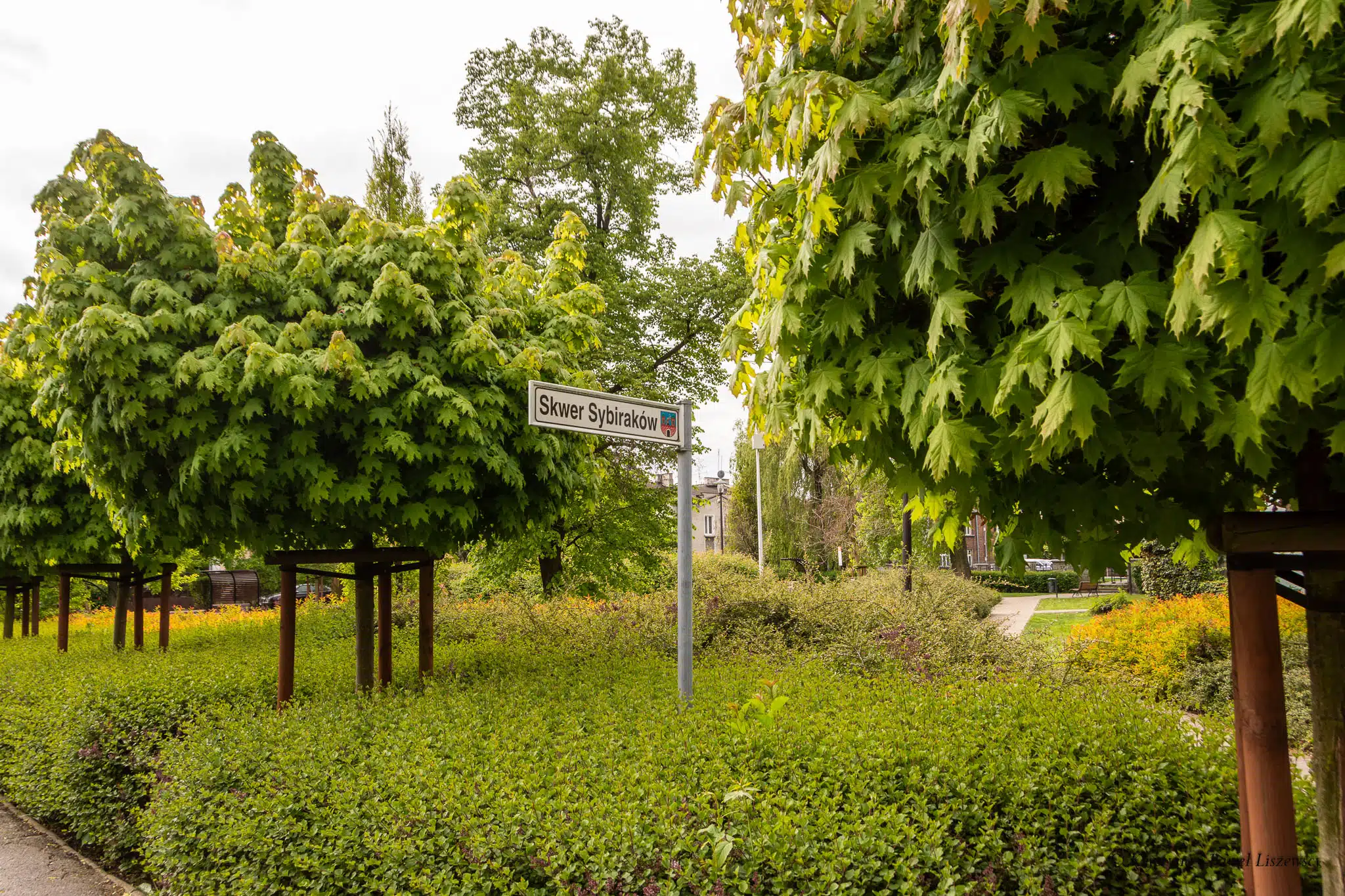 Skwer Sybiraków Zielony Kalisz