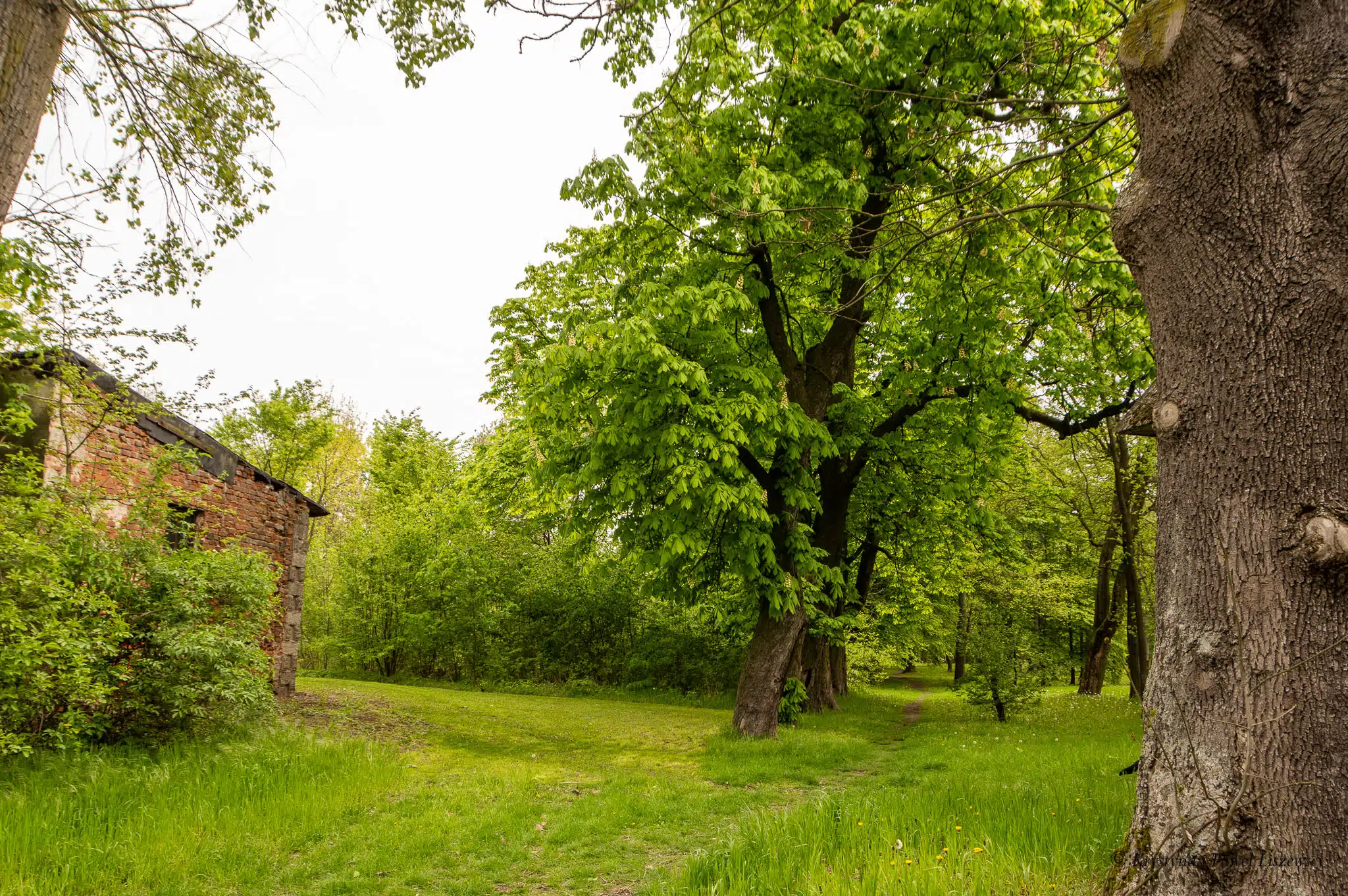 Park podworski w Szczypiornie - Zielony Kalisz