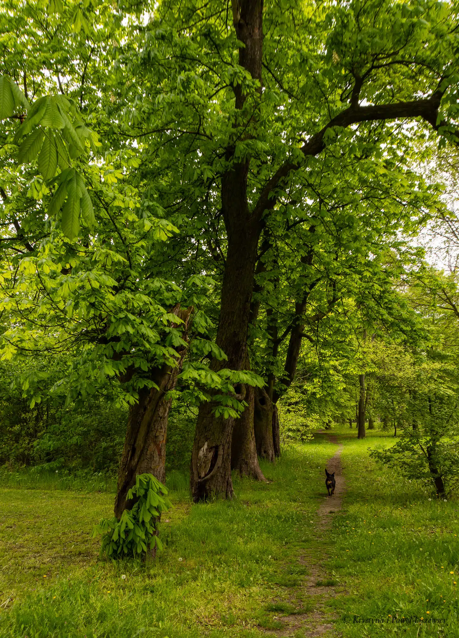 Park podworski w Szczypiornie - Zielony Kalisz
