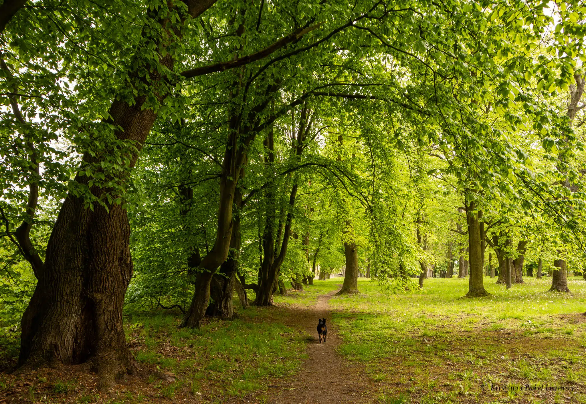 Park podworski w Szczypiornie - Zielony Kalisz
