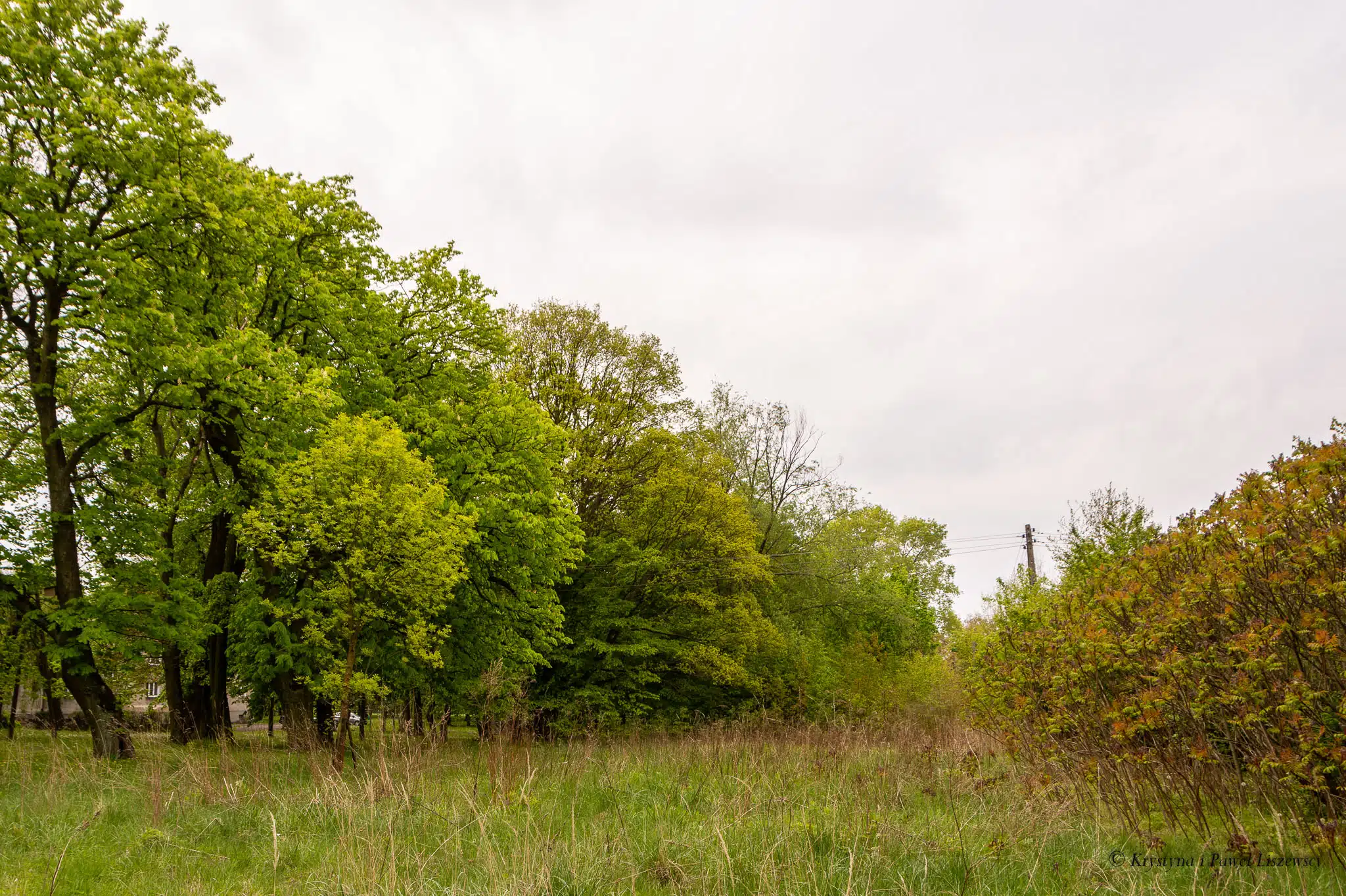 Park podworski w Szczypiornie - Zielony Kalisz