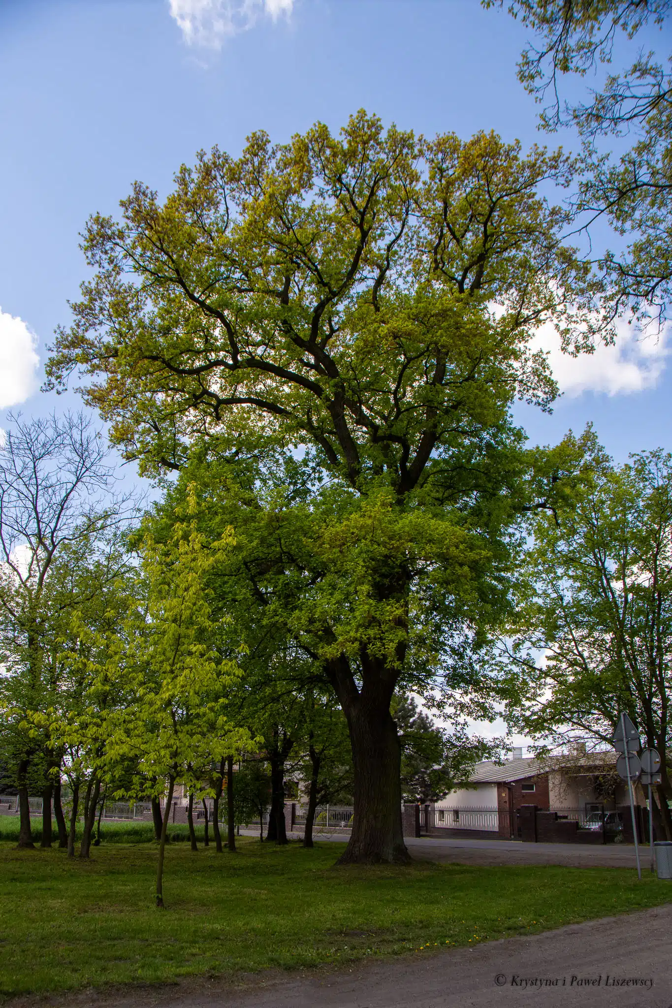 Park podworski w Szczypiornie - Zielony Kalisz