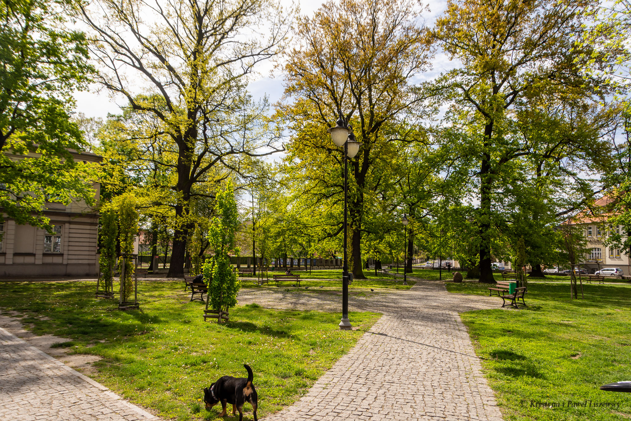 Skwer Eligiusza Kor-Walczaka Kor-Walczak Zielony Kalisz