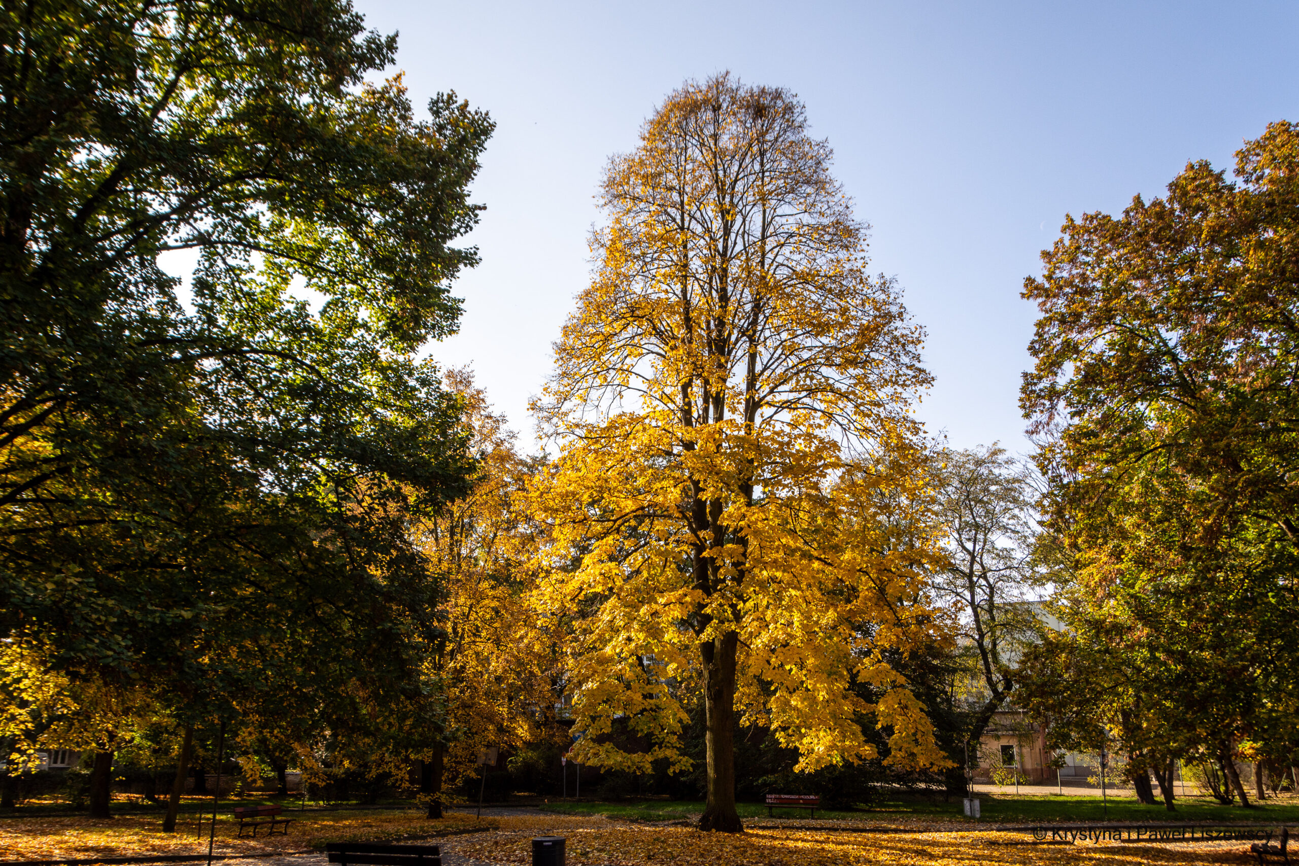 ogródek jordanowski, park Paderewskiego