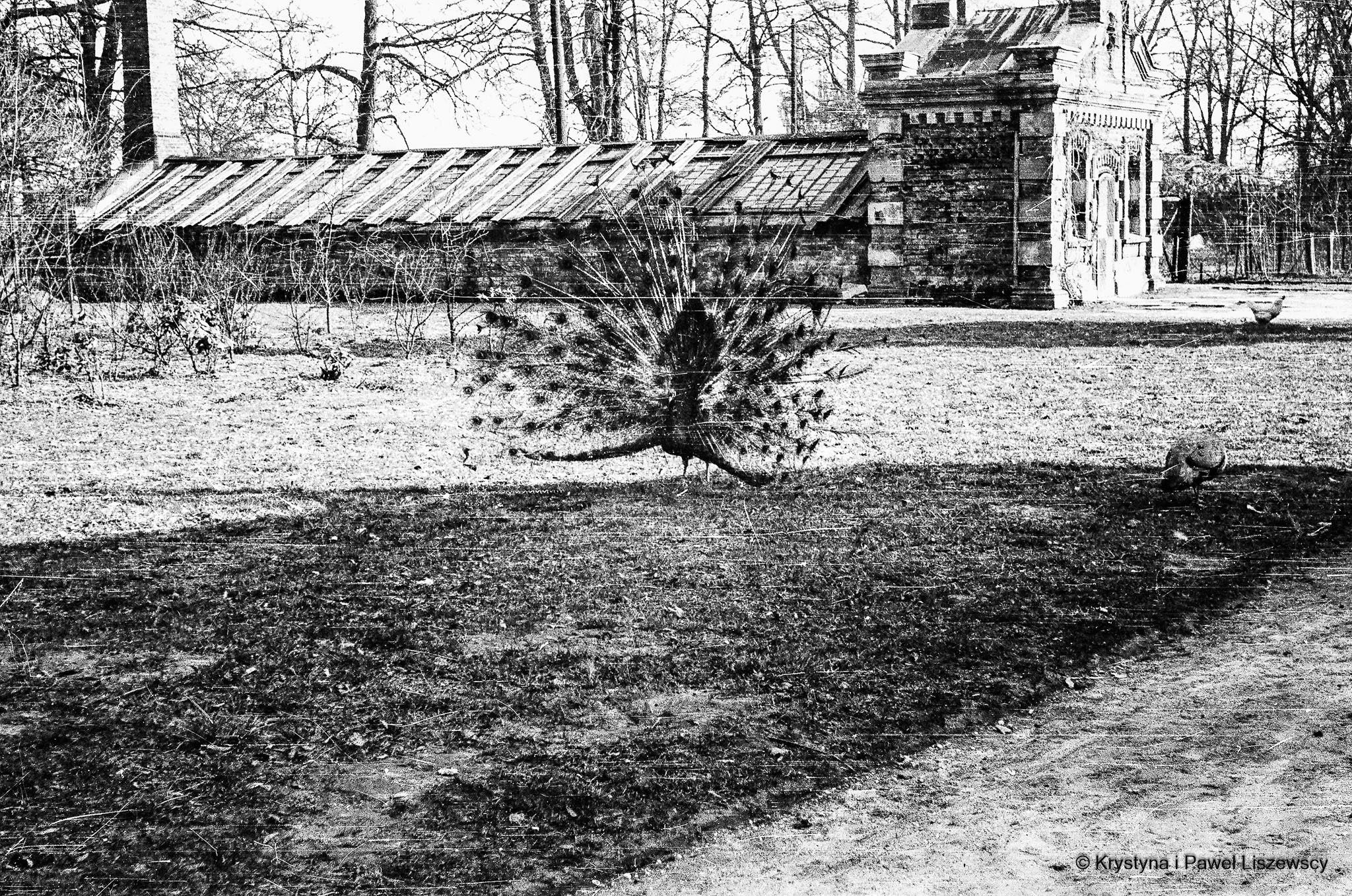 64810025 - Kalisz Czasem Malowany Kalisz w starym albumie